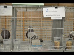 Concurso de Palomas 2012